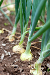 Closeup of onions growing in soil.