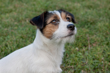 Cute jack russell terrier puppy with hazel eyes. Pet animals.
