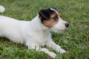 Cute jack russell terrier puppy is lying in the green grass. Pet animals.