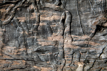 Grunge textured old tree