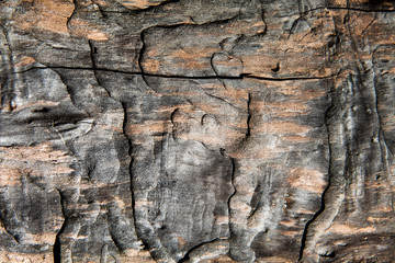 Grunge textured old tree