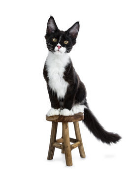 Super cute bat cat, black and white young Maine Coon cat kitten sitting facing front on little wooden stool looking straight in camera isolated on white background