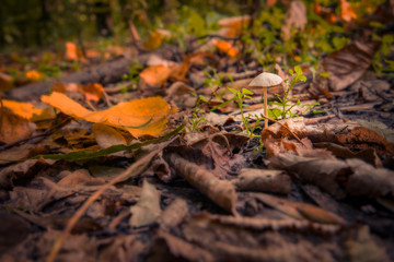 Little mushroom found in forest near fallen leaves in the autumn