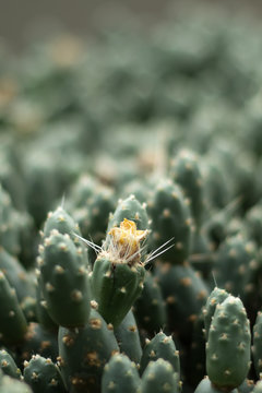 Closeup of a cactus in flower