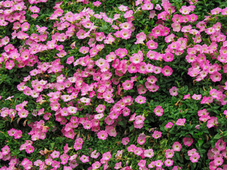 Fototapeta premium beautiful flowers, decorative hand craft