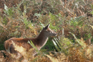 Female red deer hiding in bracken is illuminated by sun rays