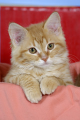 Kitten ginger tabby sitting in basket, portrait