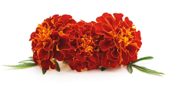 Bouquet Of Marigolds.