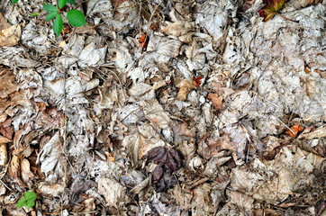 Rotted leaves on the ground