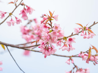 pink sakura flowers, beautiful Cherry Blossom in nature .