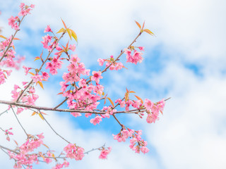 pink sakura flowers, beautiful Cherry Blossom in nature .