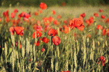 poppy field 2