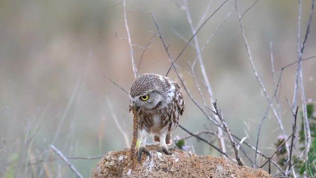Little owl (Athene noctua) sits on a stone with a centipede in its beak.