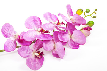 Fototapeta na wymiar pembe orkide