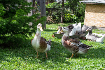 Young brown ducks and geese