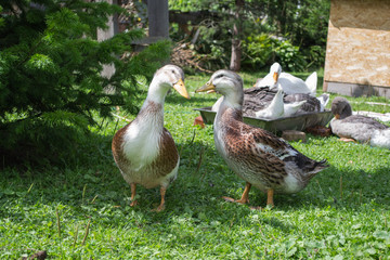 Young brown ducks and geese