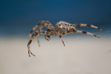 spider