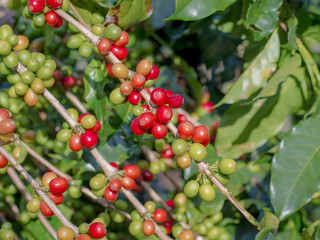 ripe coffee beans on the farm