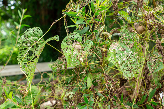 Air potato plant (Dioscorea bulbifera) with leaves eaten by air potato leaf beetle (Lilioceris cheni) released as biological control agent - Davie, Florida, USA
