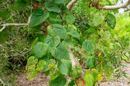 Air potato plant (Dioscorea bulbifera) with leaves eaten by air potato leaf beetle (Lilioceris cheni) released as biological control agent - Davie, Florida, USA