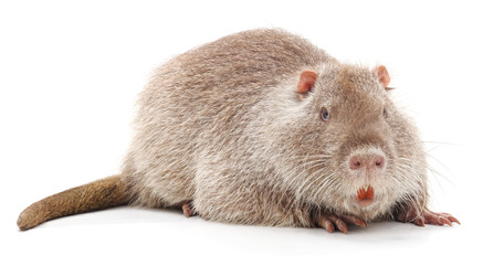 Large brown nutria.