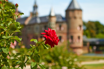 Fototapeta na wymiar Roses in the garden of the castle