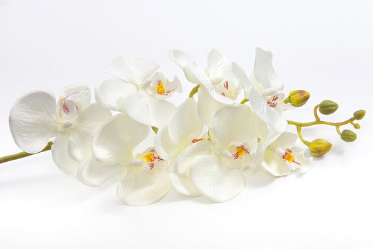 beyaz orkide
