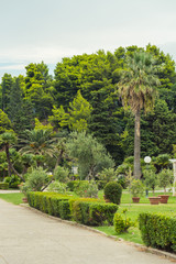 Decorative plants grow in a beautiful park