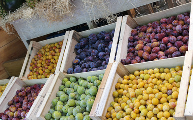 assortiments de prunes