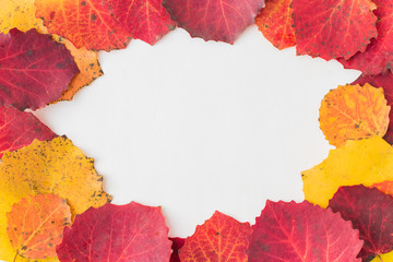 Obraz premium Bright autumn leaves