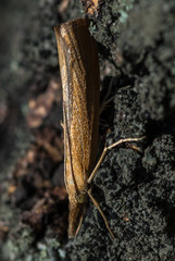 podłużny brązowy owad z rodziny Crambidae