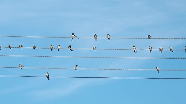 Flock of birds are sitting on electric wires. Black and white birds recorded while prinking. Birds against the background of blue summer sky