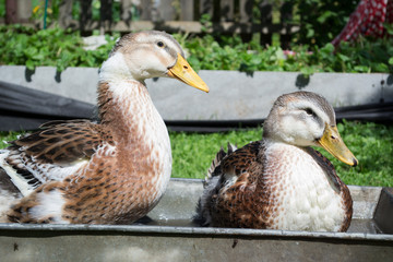 Young brown ducks taking a bath in a tub