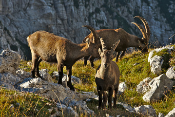 Wild european alpine ibex in nature environment
