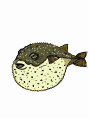 cartoon illustration  Puffer fish © Serkan