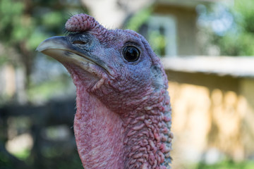 Turkey head in the garden