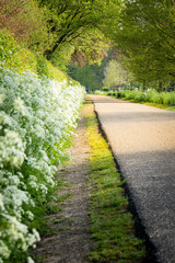 Fototapeta na wymiar Country road under a crown of fresh green leaves, bathing in a spring sun on an early Sunday morning with beautiful white flowers in the roadside.