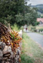 Closeup of a fern plant that grows from an old authentic wall along a country road in the countryside, the road is blurred with a walker in the distance.