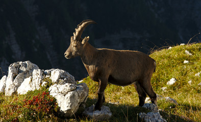 Wild european alpine ibex in nature environment