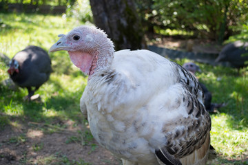White turkey in the garden