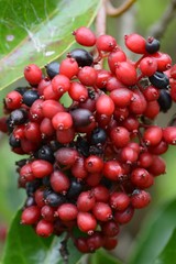 Sweet viburnum fruits