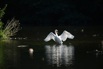 Schwan