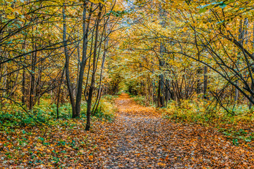Obraz premium Path in a forest with colorful autumn leaves