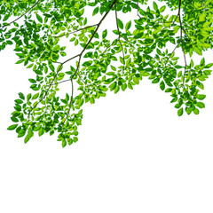 Tree leaf of tropical plant, vacation and relaxation