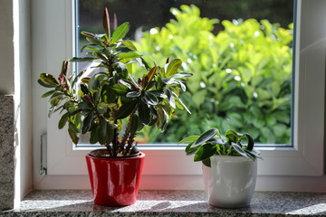 Indoor plants stand on the windowsill
