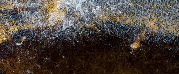 Mold, fungus spores, macro photography. - obrazy, fototapety, plakaty