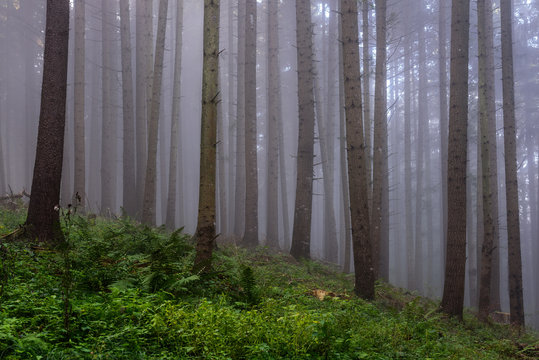 Fototapeta Dense Fog in the Forest. Foggy Morning in the Pine Forest.  