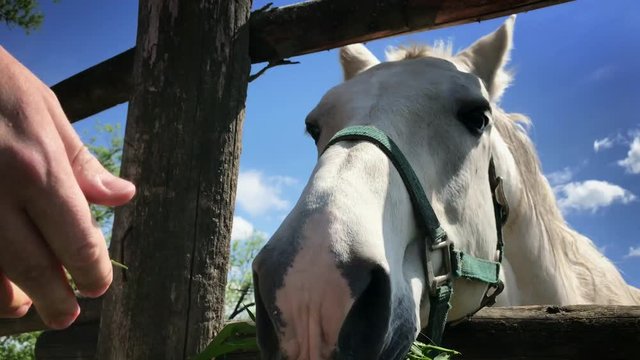 white horse feeds on grass