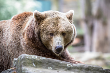 The Grizzly bear in a Zoo of Berlin, Germany