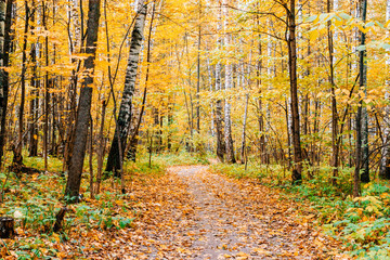 Path in a forest with colorful autumn leaves